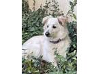 Adopt Cooper (419) a Border Collie, Mixed Breed