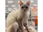 Adopt Bella a Siamese