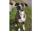 Adopt Daisy a Boxer, Pit Bull Terrier