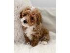 Maltipoo puppy for adoption