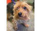 Adopt CHLOE a Yorkshire Terrier