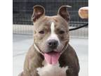 Adopt Roxy a Pit Bull Terrier