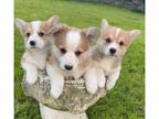 Welsh Corgi Pembroke Puppies