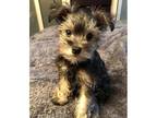 Healthy Mini Schnauxer Puppies Looking for a Forever Home