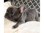 French Bulldog Puppy for sale in Tallahassee, FL, USA