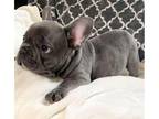 French Bulldog Puppies for Sale