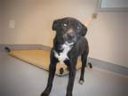 Adopt GRETEL a Labrador Retriever, Mixed Breed