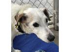 Adopt Bandit a Jack Russell Terrier, Mixed Breed