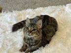 Adopt Thunder a Domestic Medium Hair