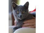 Adopt Sterling a Domestic Short Hair