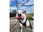 Adopt Athena a Pit Bull Terrier