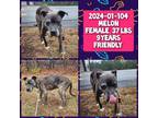 Adopt 2024-01-104*Melon* a Pit Bull Terrier