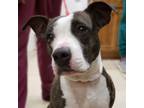 Adopt Bree a Pit Bull Terrier, Mixed Breed