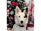 Adopt Lily a Border Collie