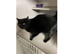 Adopt Binx a Domestic Short Hair