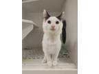 Adopt Leslie a Domestic Long Hair, Domestic Short Hair