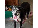 Adopt Abby a Cattle Dog, Border Collie