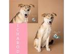 Adopt Ichabod a Shepherd