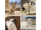 Adopt Artemis, Calypso, Loki, and Echo a Siamese, Ragdoll