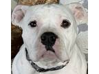 Adopt Elsa of Arendelle a Pit Bull Terrier