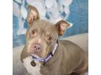 Adopt Sweet Lady a Pit Bull Terrier
