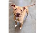 Adopt Jordy a Mixed Breed