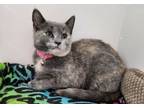 Adopt Shells a Domestic Short Hair