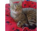 Adopt Lucy Loo a Domestic Short Hair