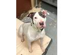 Adopt Julie a Pit Bull Terrier