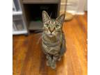 Adopt Kelli a Tabby, Domestic Short Hair