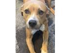 Adopt Kaia a Pit Bull Terrier