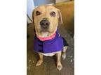 Adopt Cali a Pit Bull Terrier, Rottweiler