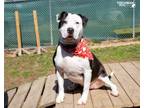 Adopt Cookie a Pit Bull Terrier