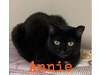 Adopt Annie a Domestic Short Hair