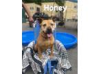 Adopt Honey a Pit Bull Terrier