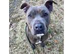 Adopt Louise a Pit Bull Terrier, Terrier