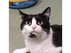 Adopt Rose a Domestic Short Hair