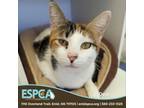 Adopt Opal a Domestic Short Hair