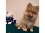 Pomeranian Puppy for sale in Thomaston, GA, USA