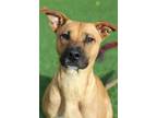 Adopt Zara a Pit Bull Terrier, Whippet