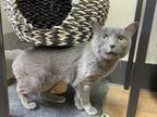 Adopt Bleu a Domestic Short Hair