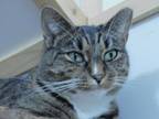 Adopt FLICKA a Domestic Short Hair, Egyptian Mau