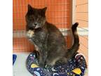 Adopt Miss Kitty a Dilute Calico