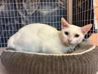 Adopt Abby a Domestic Short Hair