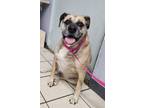 Adopt Ester a Mixed Breed, Black Mouth Cur