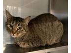 Adopt Zelda Tri-Force a Domestic Short Hair