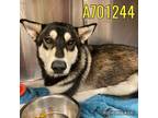 Adopt CICI a Husky