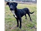 Adopt Brixie a Labrador Retriever