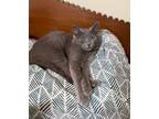 Adopt Gracie-Gentle Laidback a Russian Blue, Domestic Short Hair