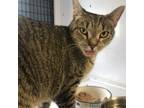 Adopt Sas a Domestic Short Hair